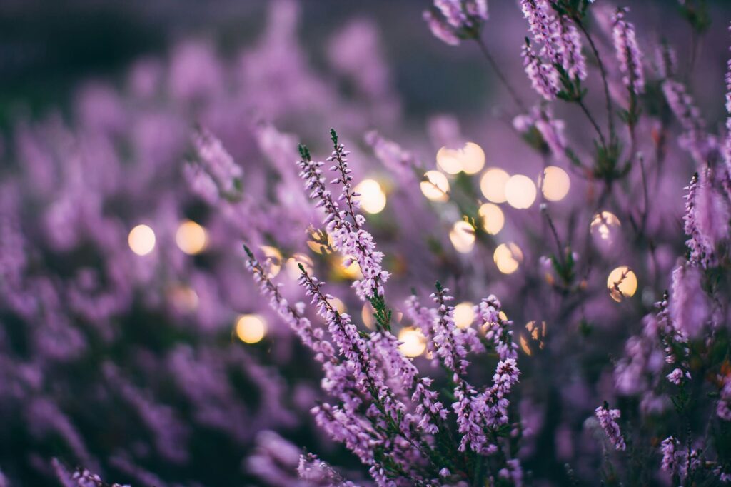 Lavender: Empowering Mental and Physical Wellness